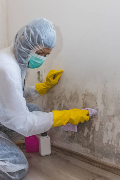 Best Emergency Mold Remediation  in Coleraine, MN
